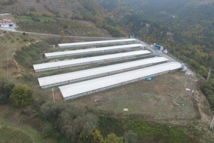 Dak Piliç